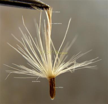  Cypsela